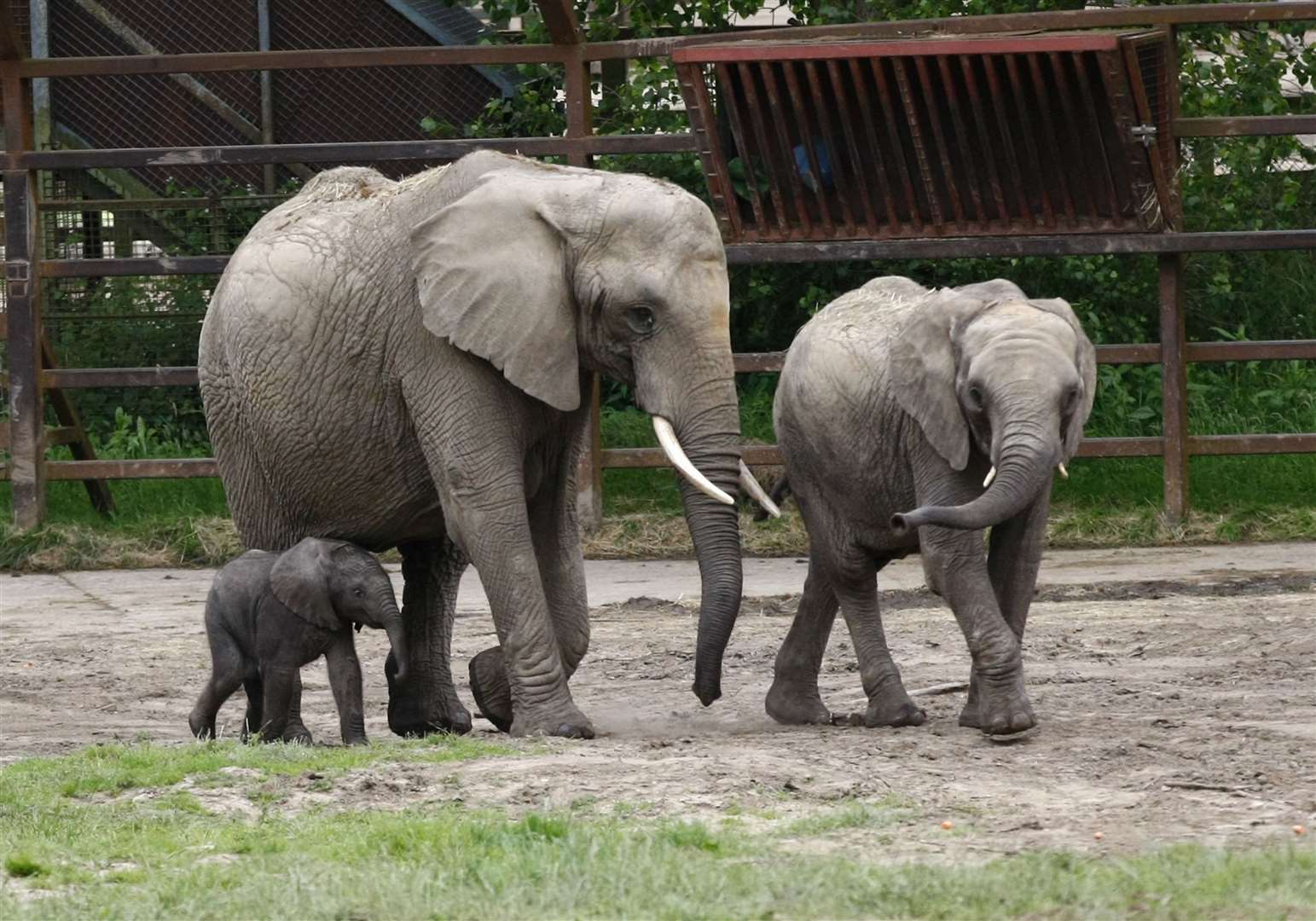 Elephants are one of the best-loved animals at Howletts. Picture: Matt Bristow