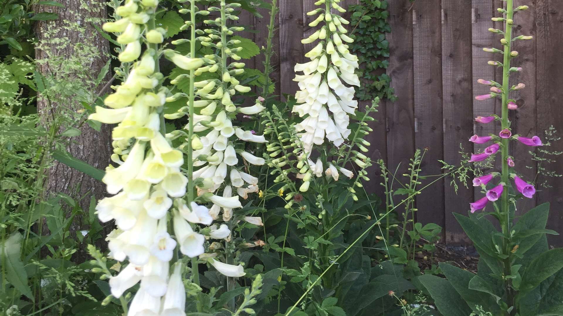 Foxgloves are hated by slugs