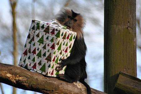What's inside? A macaque from Howletts gets ready to unwrap his gift