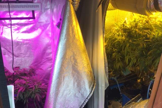 The cannabis farm found inside a Folkestone house. Picture: Kent Police