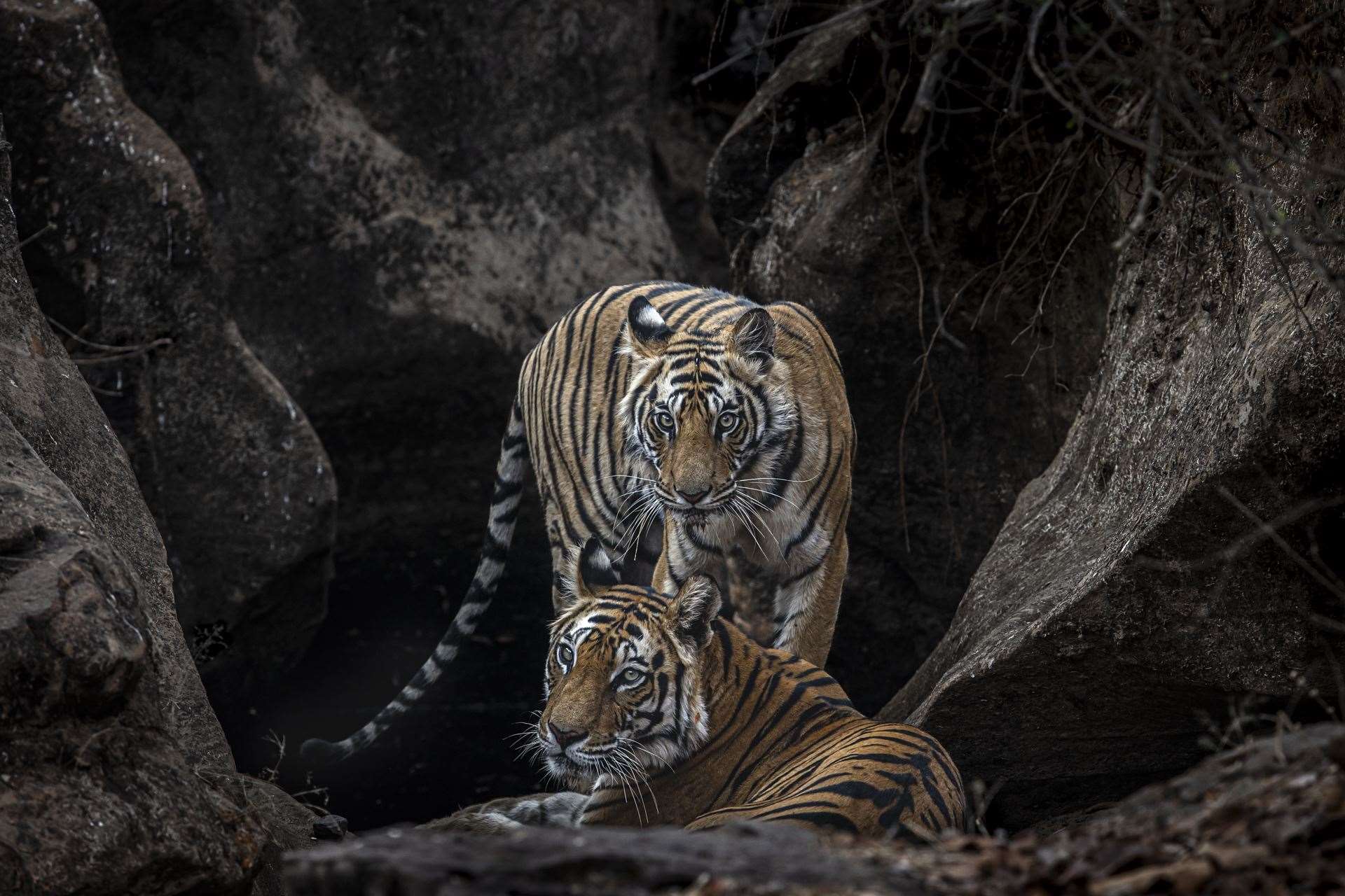 Bengal tigers in Bandhavgarh National Park, India (Paul Goldstein/PA)