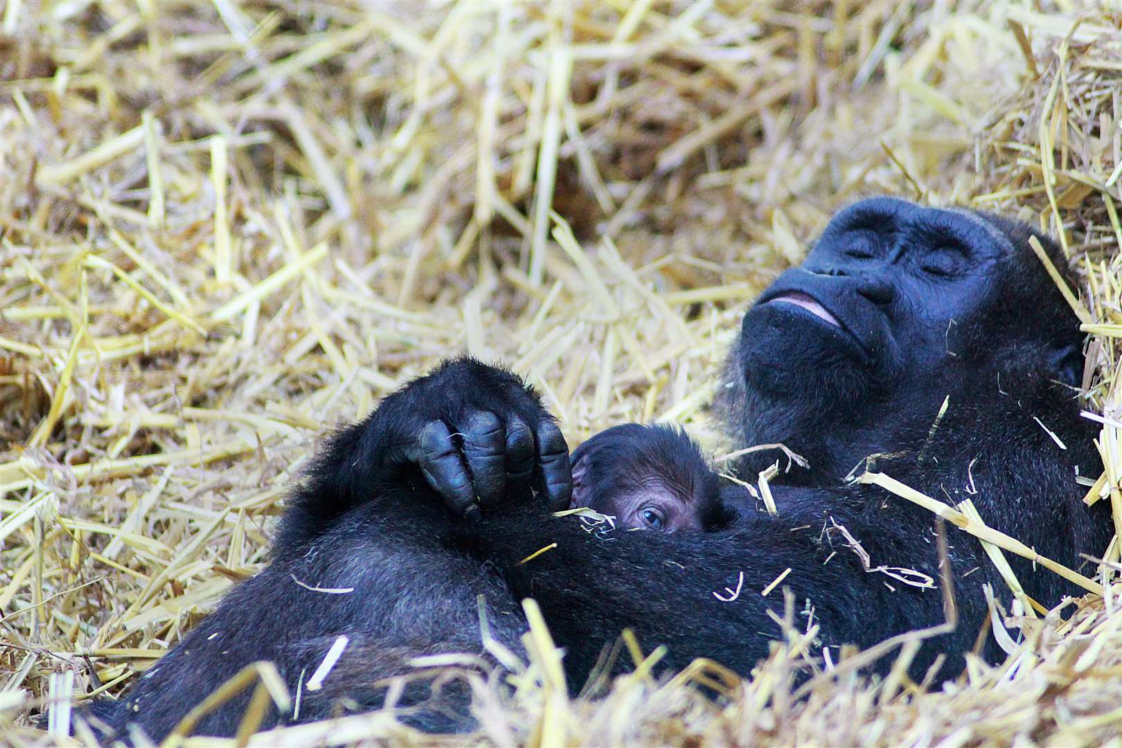 The parks have over a 1,000 animals between them, including this baby gorilla and its mother. Photo credit: Leanne Smith