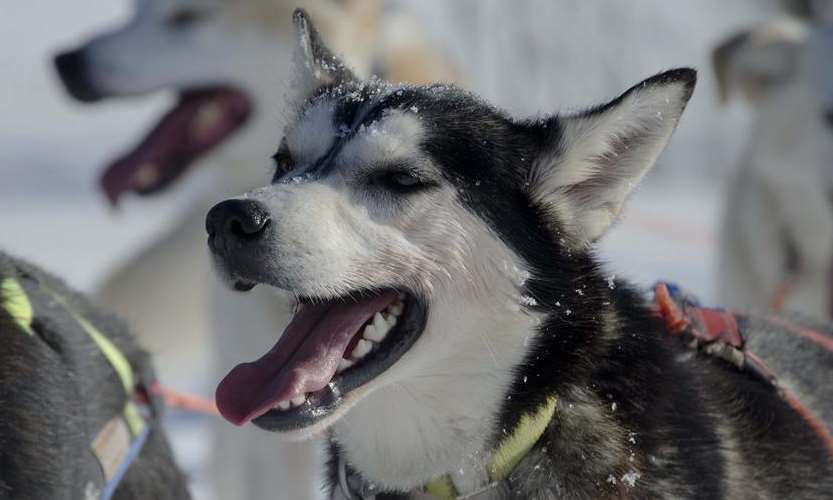 A sled dog at Parken Gard Husky, in Finnmark, Norway