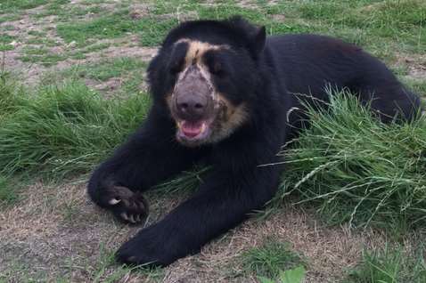 Oberon was brought in from a zoo in Belgium