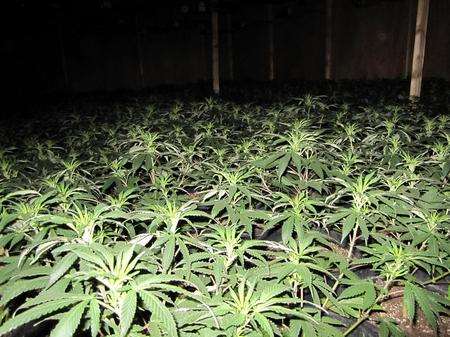 A cannabis factory has been uncovered at a warehouse in Grace Road, Sheerness