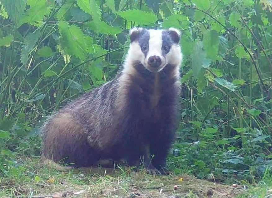 Badgers in the Wises Lane area are unable to return to their setts due to the badger gates