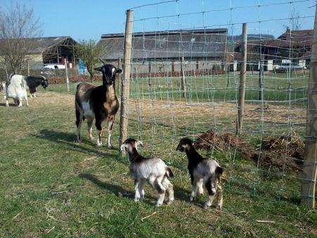 Two Arapawa baby goats stolen from Mr May's farm in Farningham