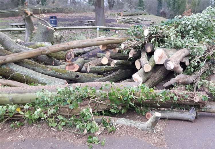 Some of the 300 trees that were felled in Mote Park in January 2020