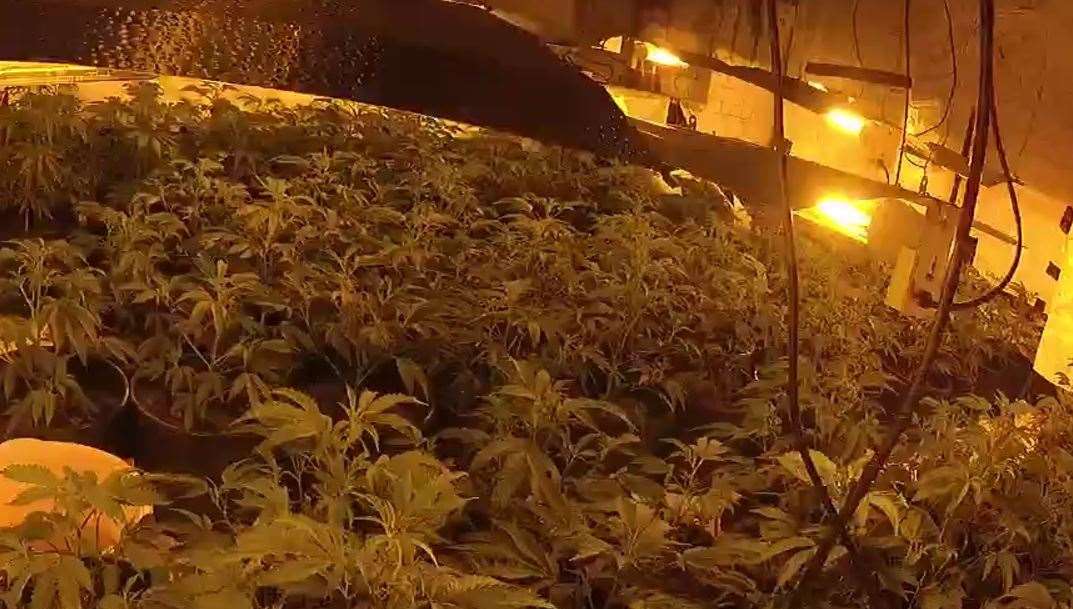 More than 200 suspected cannabis plants have been seized Picture: Kent Police