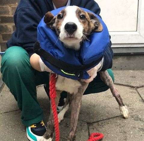 Stanley the lurcher is recovering well after he was dumped over a fence into a Dartford garden in January. Picture: RSPCA