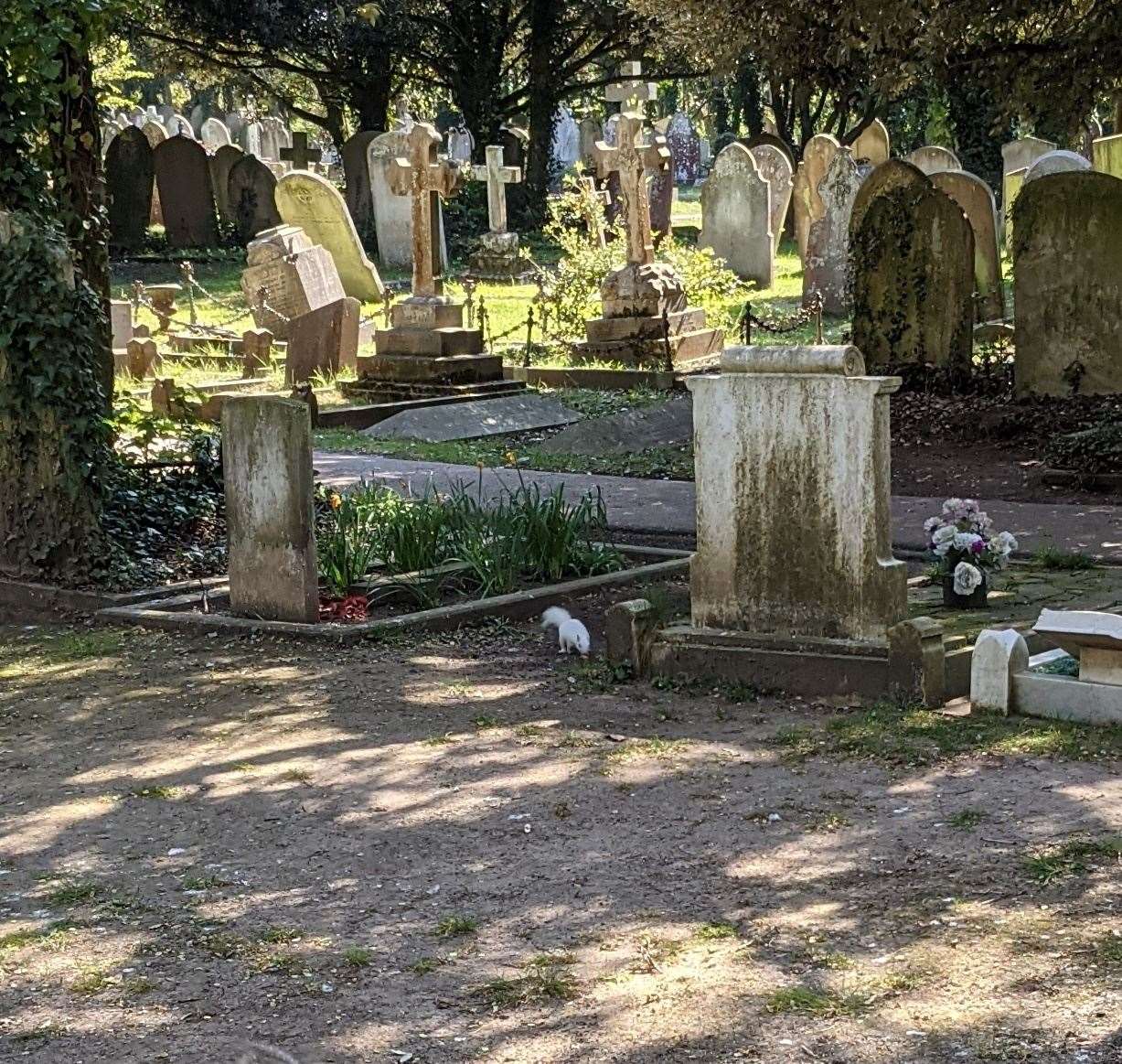 The white squirrel in Margate Cemetery