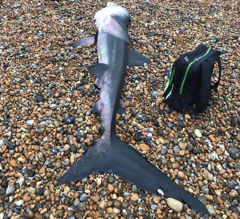 The shark looked too thin, Mr Shadbolt said. Picture: Paul Shadbolt