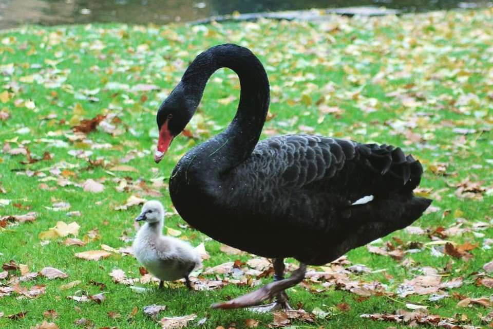One of the swans with a cygnet. Picture: Stephanie Cole