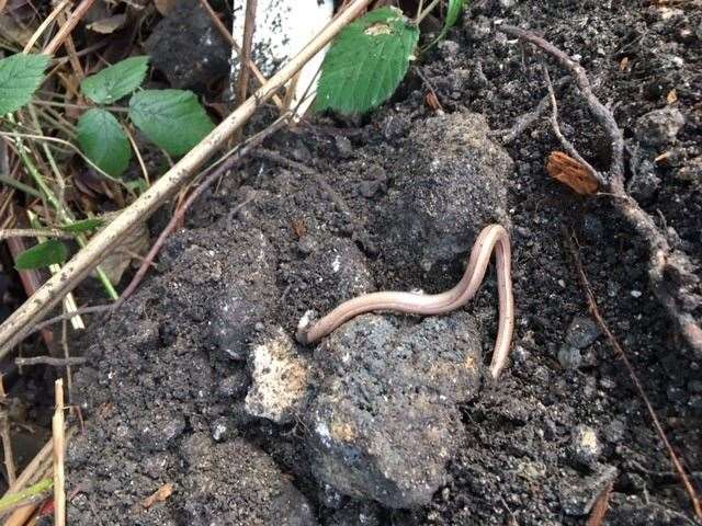 I found quite a few of these little fellas – I think they’re slow worms, unless someone knows better?