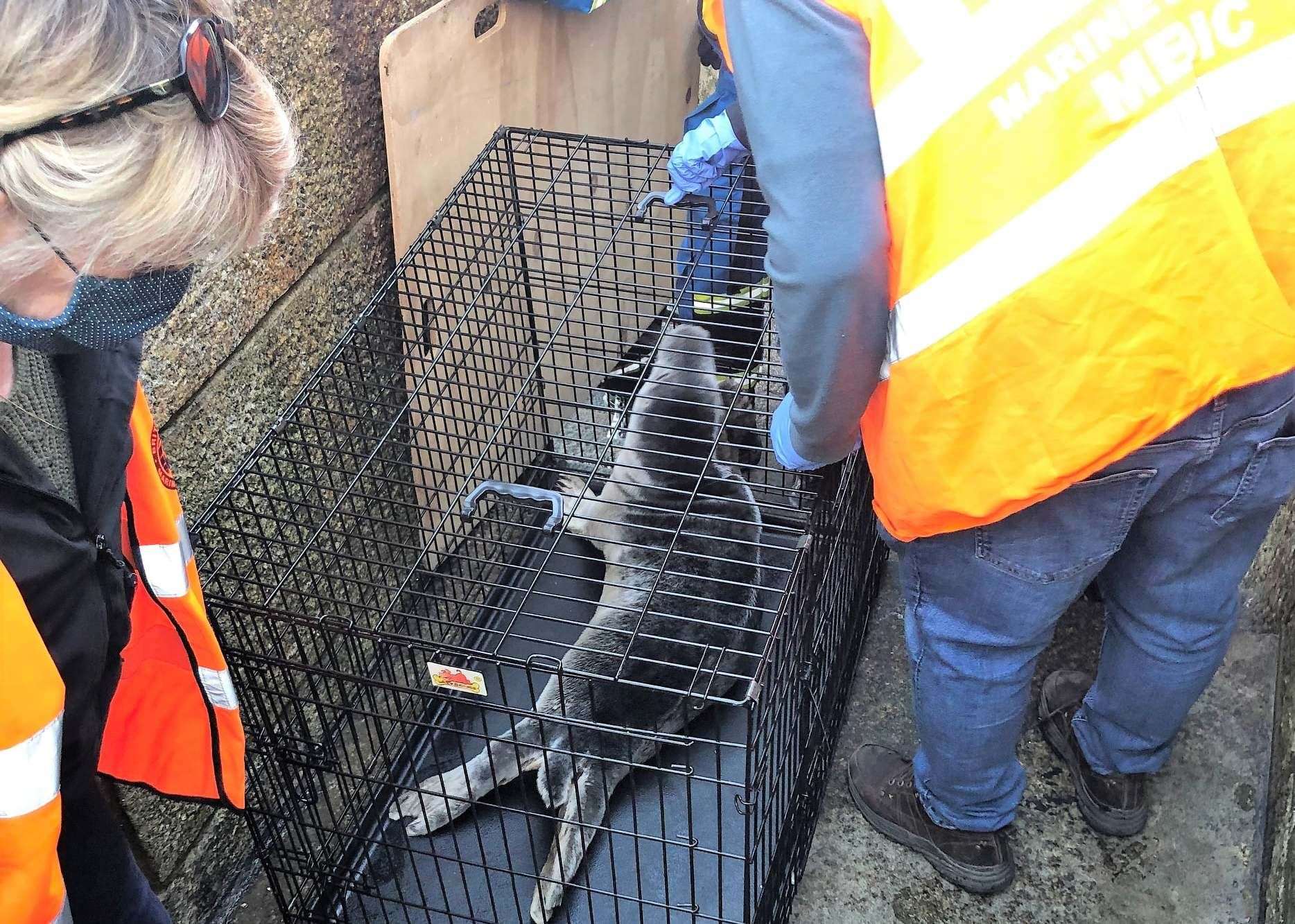 She was captured and taken to a quieter spot. Picture: Folkestone Coastguard
