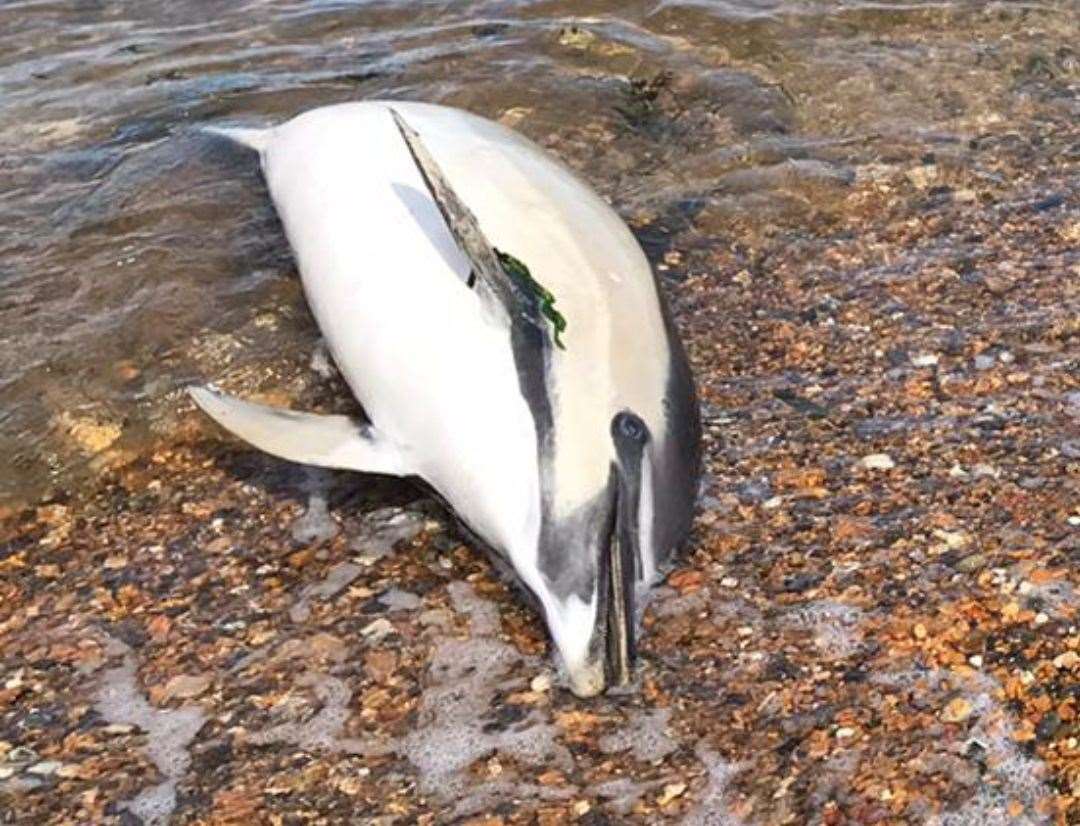 The dolphin in Whitstable has been taken by the National History Museum for investigation. Picture: Samuel Gross