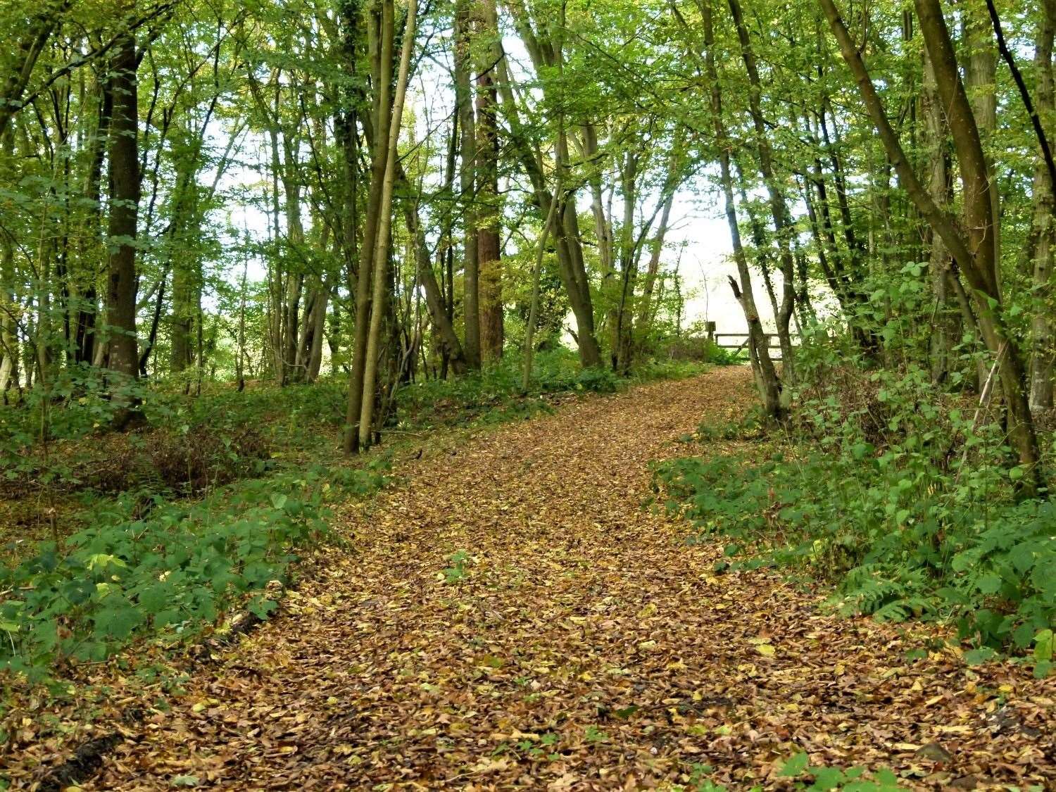 The area of Hoads wood before the trees were chopped down