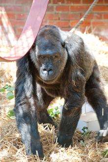 Mouila the 50-year-old gorilla at Howletts