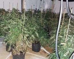 Cannabis plants found at a house in Herne Bay