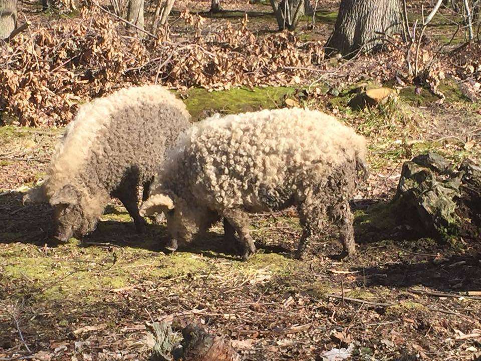 Looking sheepish: the Mangalica were spotted in Thornden Wood (image: Katie Blake)