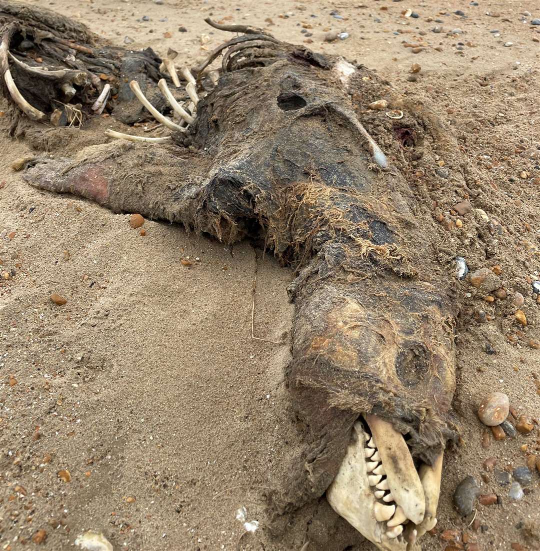It is believed that remains found near Sandwich are that of an adult Grey Seal. Picture: Paul Frost