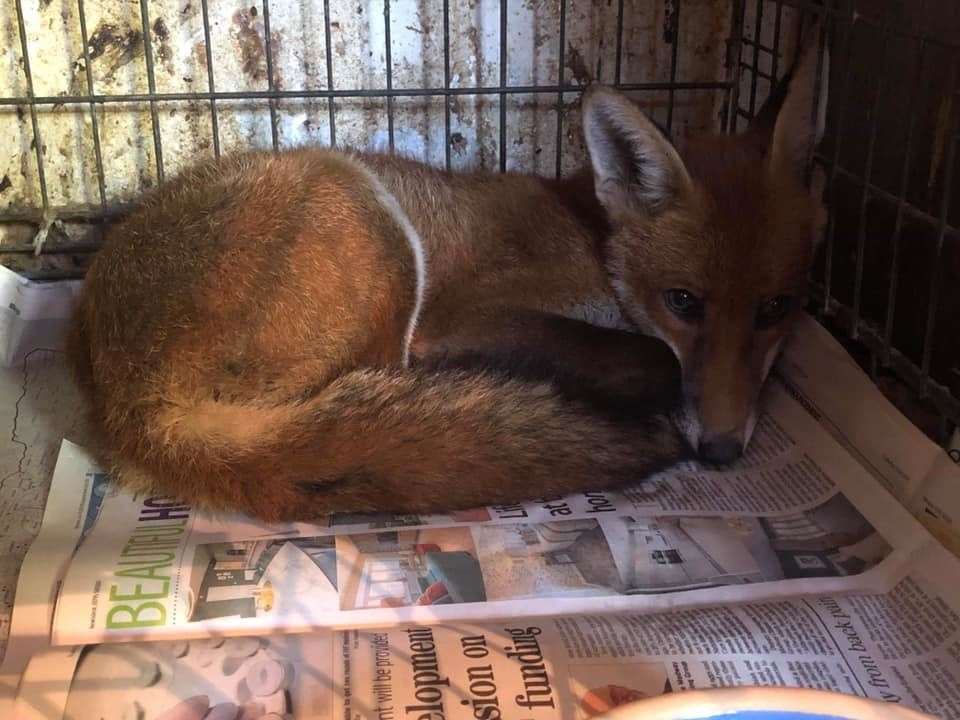 The fox is well on the road to recovery at Kent Wildlife Rescue Service in Sheerness (15045213)