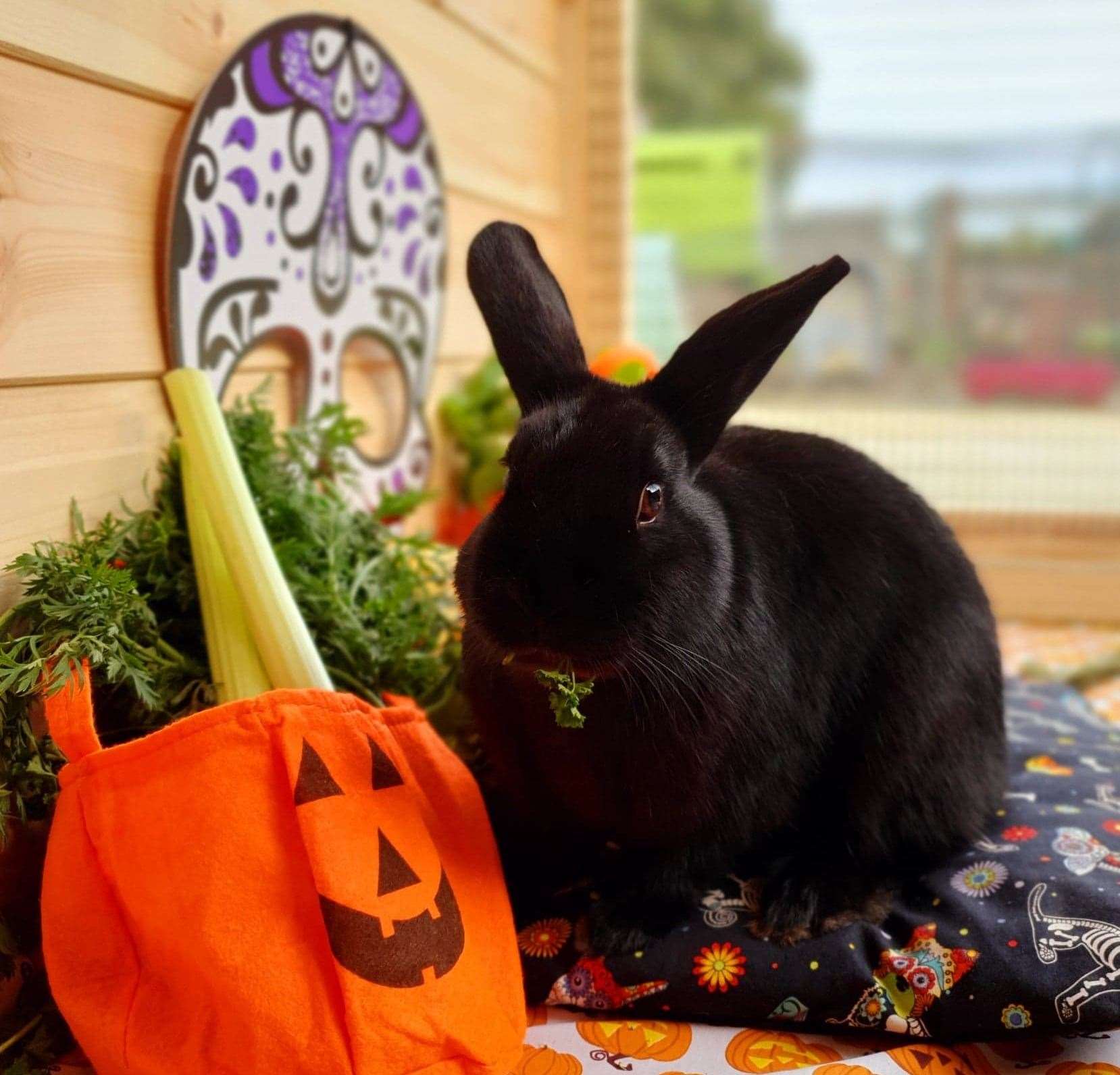 The branch has rescued seven black rabbits this year, and only one has been adopted