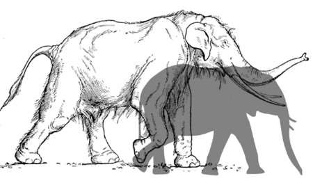 A size comparison of a modern-day elephant to that of the skeleton found