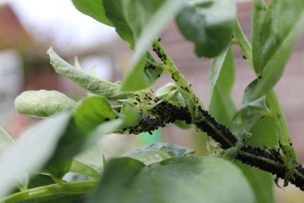 Black bean aphid on Lucy's beans
