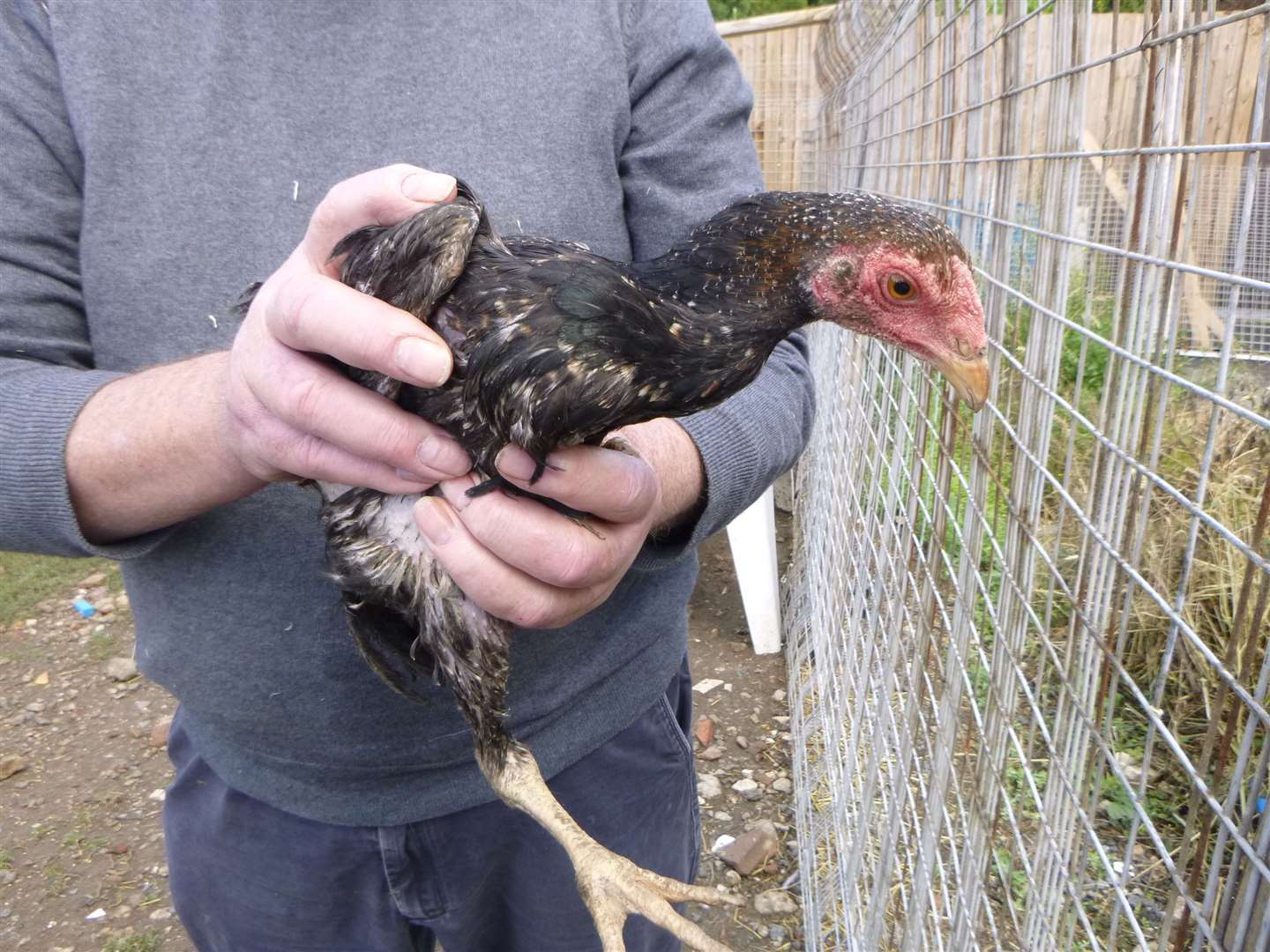 RSPCA investigators seized two cockerels from a site in Longfield in 2018. Picture: RSPCA