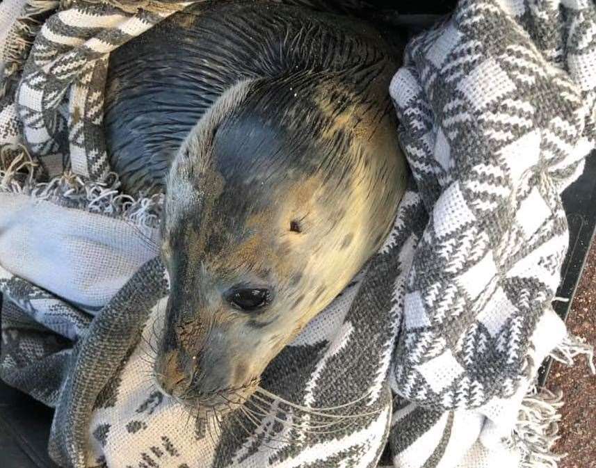 A vet checked him over after he was recovered. Picture: Kent Wildlife Rescue Service