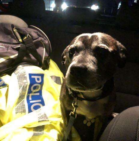 The dog was found in a car that had been adandoned on the M2. Picture - @kentpoliceroads (5704908)