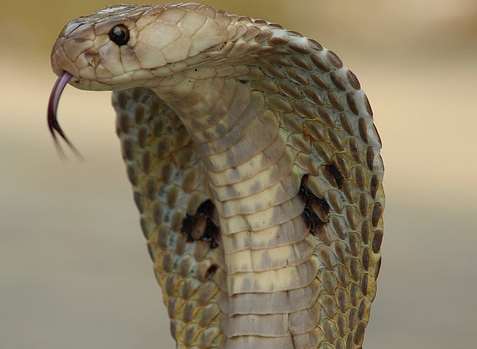 Mr Taylor was bitten by a King Cobra. Stock image.
