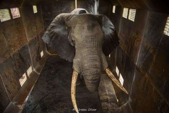 The elephants are reportedly already 'relaxed' in their new homes. Picture: Aspinall Foundation