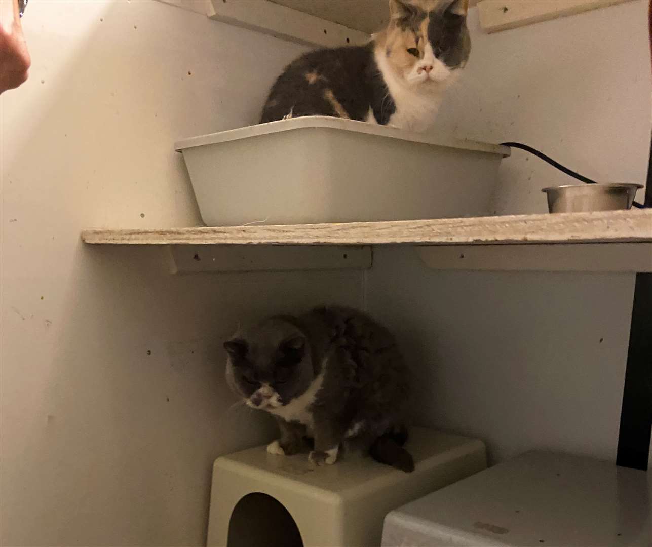 Images of Barnside cattery submitted in evidence by Gravesham Borough Council