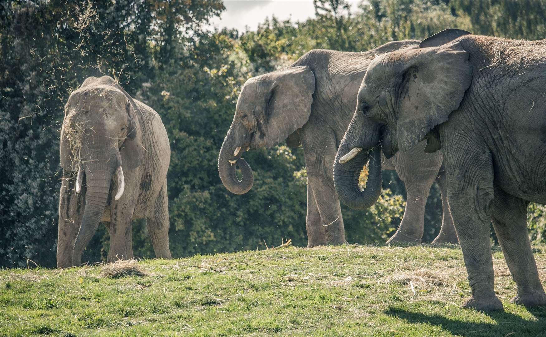 Give a wave to the elephants as you pass them on the 5k route through Howletts Wild Animal Park