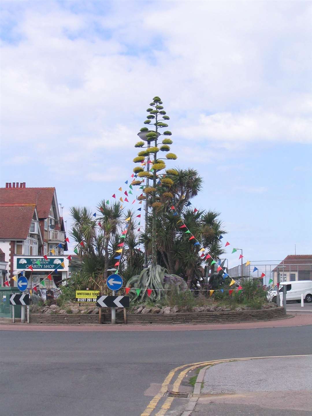 The striking plant can be found in Tankerton Road. Picture: John Shackell (3911680)