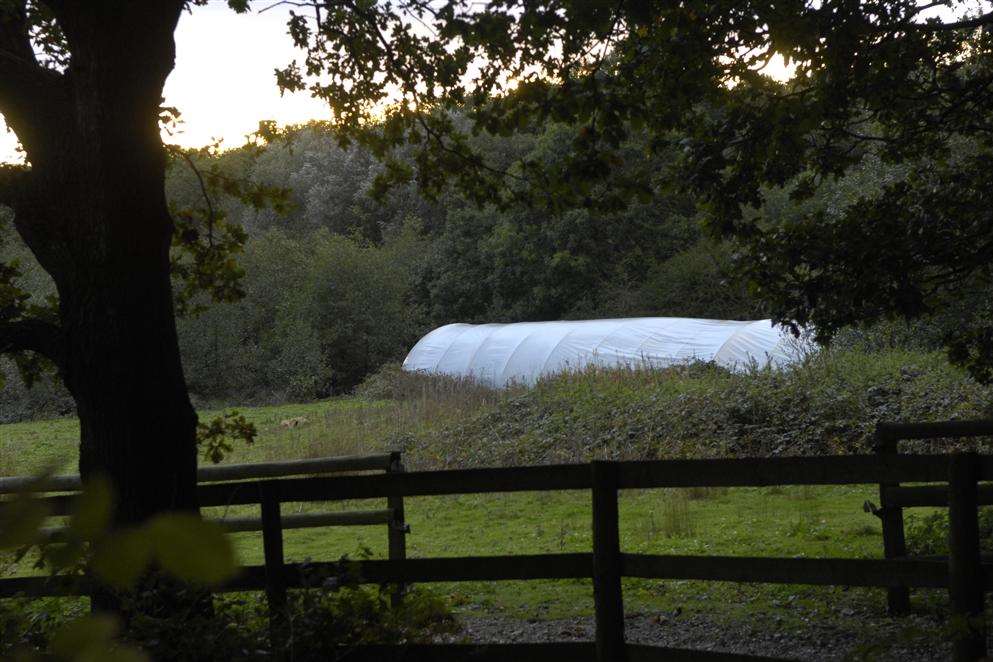 Cannabis plants found in a poly tunnel at a farm on Alder Lane near Rolvenden