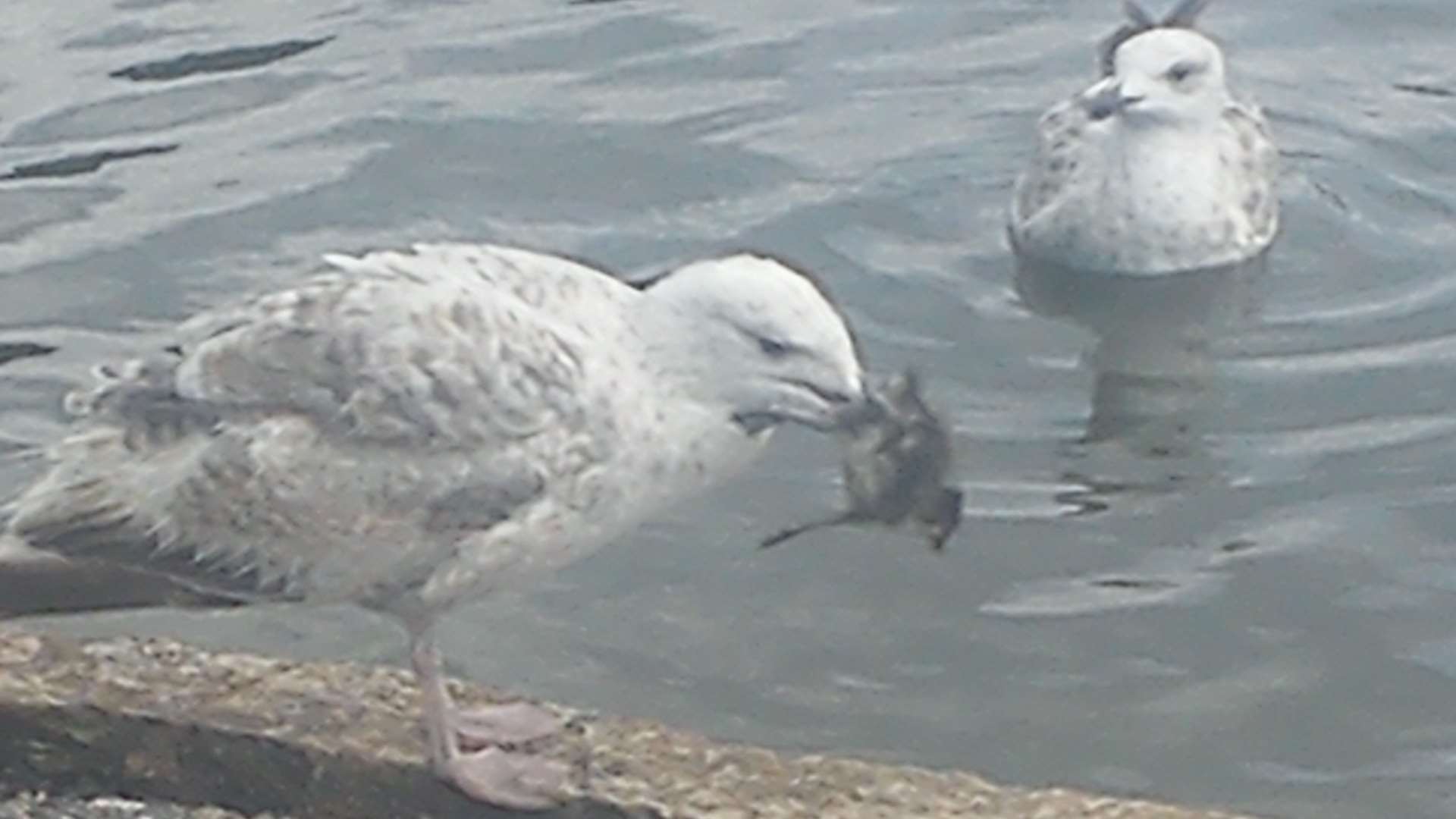 Seagulls are to blame for eating ducklings at Memorial Park, according to a councillor