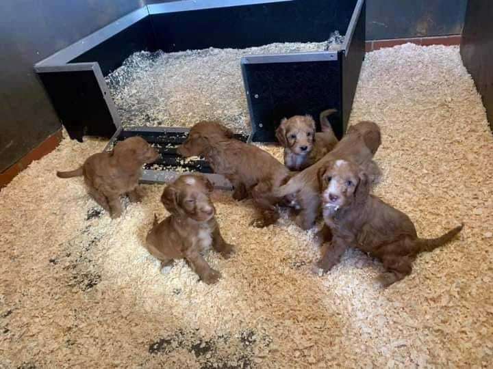 The six puppies were stolen from a home.