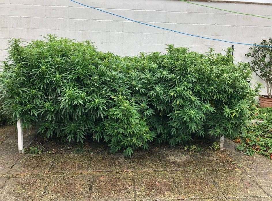The cannabis grow was found in the garden of a Deal property. Picture: @kentpolicedover (16331015)