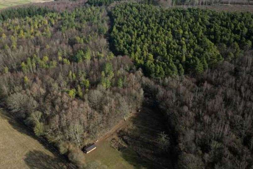 Covert Wood near Elham