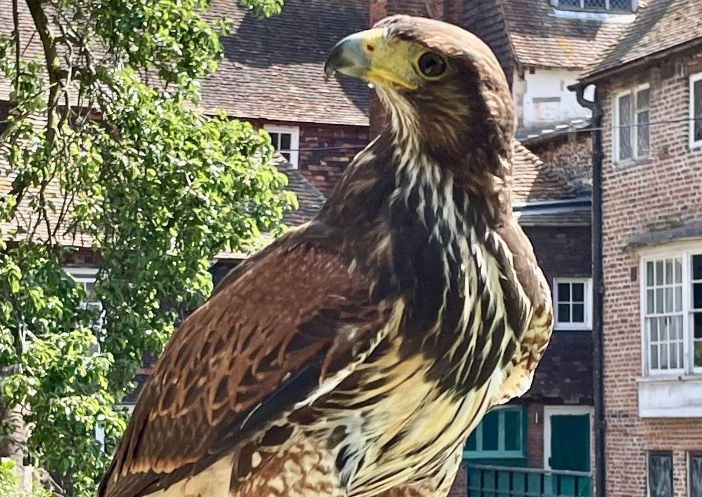 This falcon could soon be seen in downtown Ashford.  Photo: Ashford Borough Council