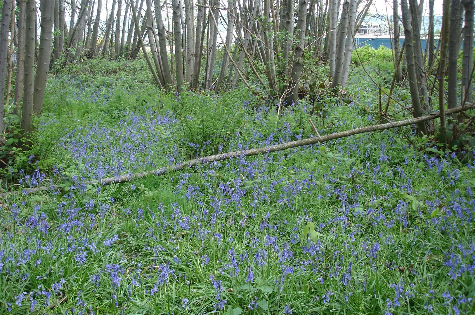 The bluebells are out in Bluebell Wood (1649183)