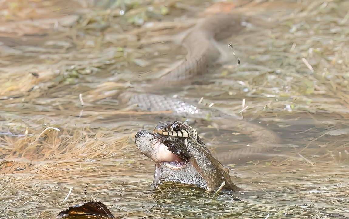 Grass snakes are Britain's largest snake. Picture: Steve Cullum/Solent News