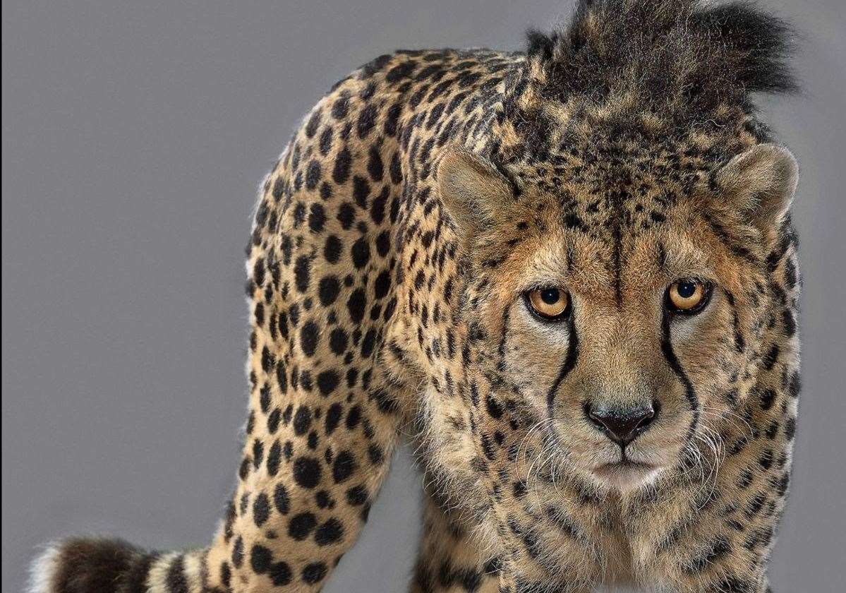 The Big Cat Sanctuary announced the death of cheetah Bajrami. All pictures: The Big Cat Sanctuary