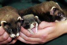 A litter of seven Polecats have been born at Wildwood Discovery Centre in Herne Bay