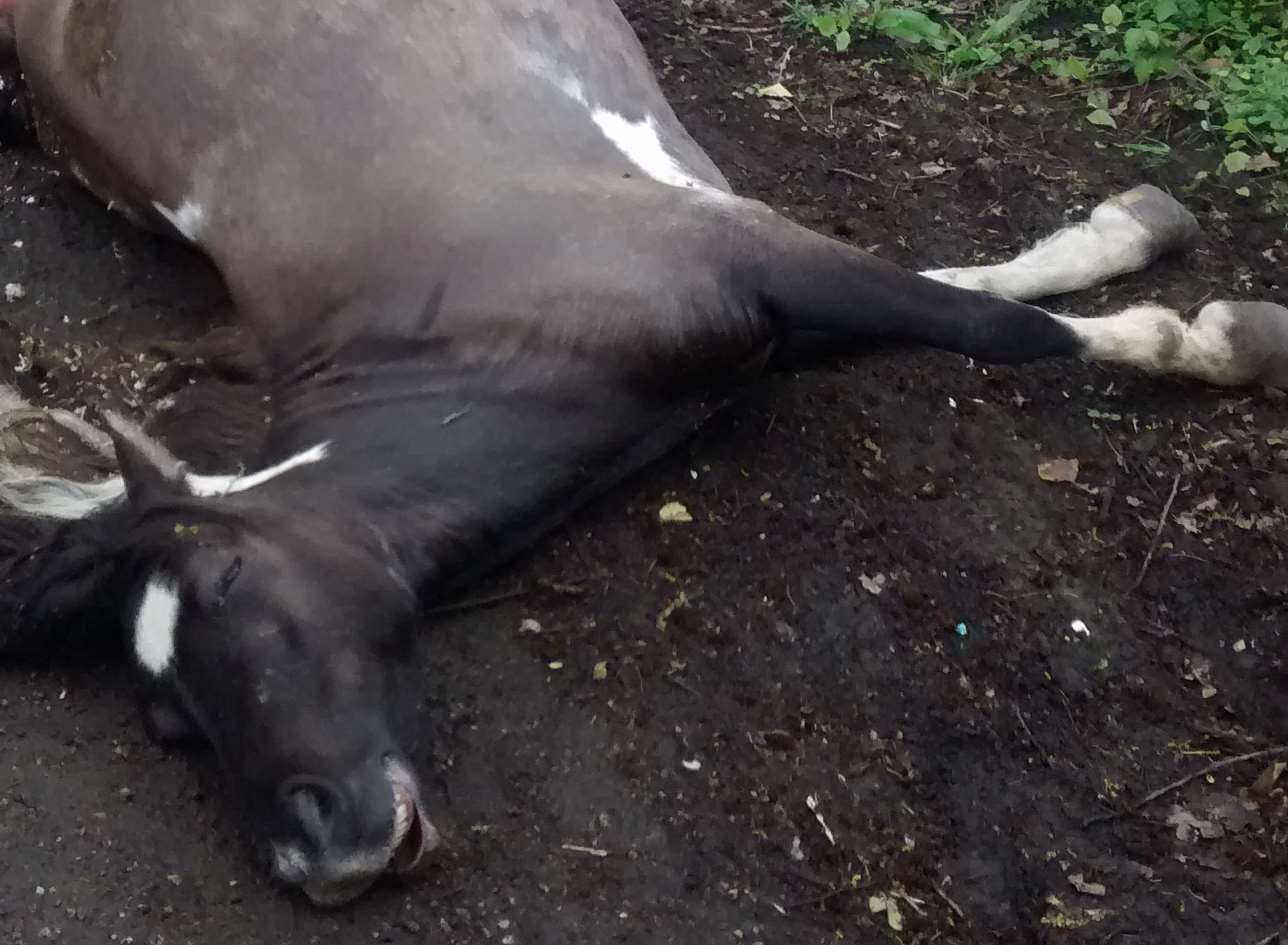 The pregnant horse was dumped in a country lane. Picture: RSPCA