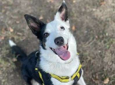 Ayla the border collie. Picture: Dogs Trust