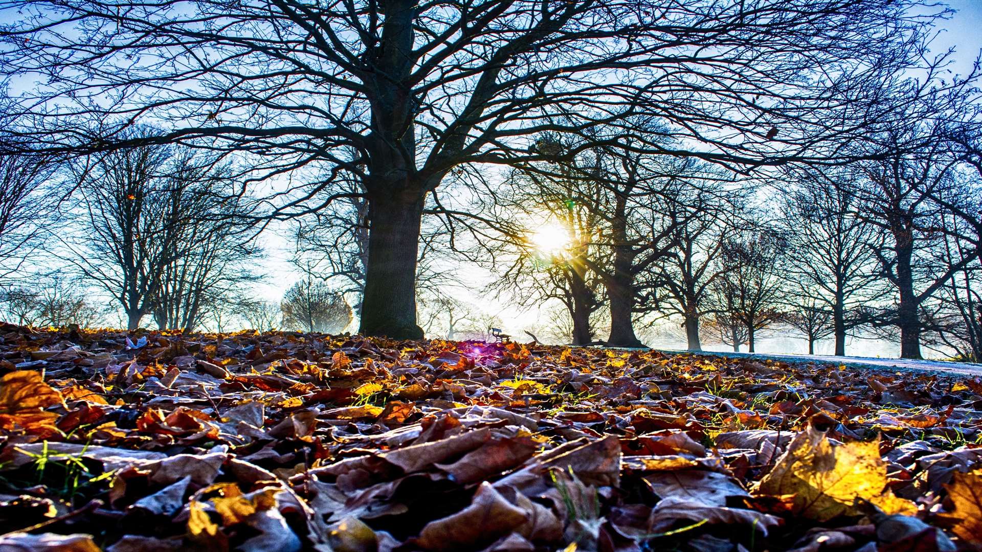 Roger Wilkins' picture won the Seasons category of the Mote Park photographic competition